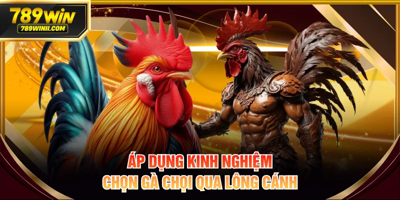 Áp dụng kinh nghiệm chọn gà chọi qua lông cánh