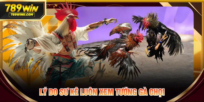Lý do sư kê luôn xem tướng gà chọi